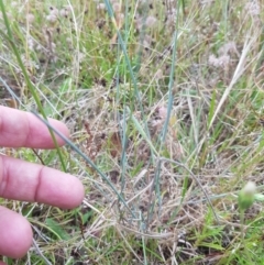 Anthosachne scabra at Tinderry, NSW - 27 Jan 2023 10:16 AM