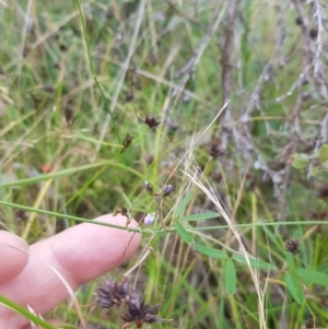 Glycine clandestina at Tinderry, NSW - 27 Jan 2023