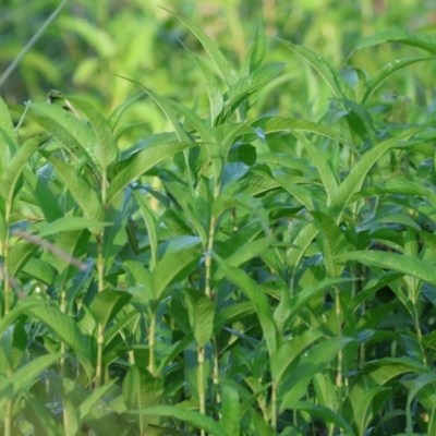 Persicaria lapathifolia (Pale Knotweed) at Killara, VIC - 28 Jan 2023 by KylieWaldon