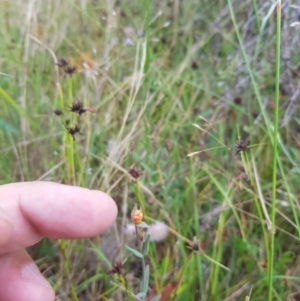 Hypericum gramineum at Tinderry, NSW - 27 Jan 2023