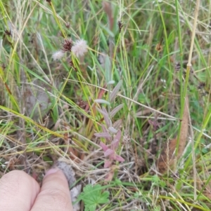 Hypericum gramineum at Tinderry, NSW - 27 Jan 2023