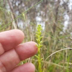 Microtis unifolia (Common Onion Orchid) at Mt Holland - 26 Jan 2023 by danswell