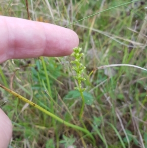 Microtis unifolia at Tinderry, NSW - 27 Jan 2023