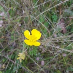 Ranunculus lappaceus (Australian Buttercup) at Mt Holland - 26 Jan 2023 by danswell