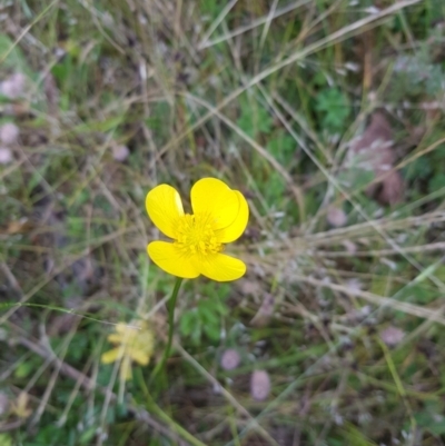 Ranunculus lappaceus (Australian Buttercup) at Tinderry, NSW - 26 Jan 2023 by danswell