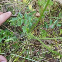 Ranunculus lappaceus at Tinderry, NSW - 27 Jan 2023 10:09 AM