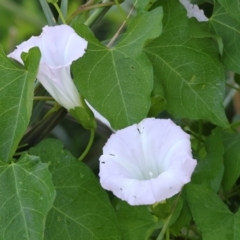 Calystegia silvatica (Giant Bindweed) at Killara, VIC - 27 Jan 2023 by KylieWaldon