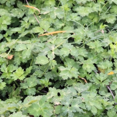 Ranunculus repens (Creeping Buttercup) at Killara, VIC - 27 Jan 2023 by KylieWaldon