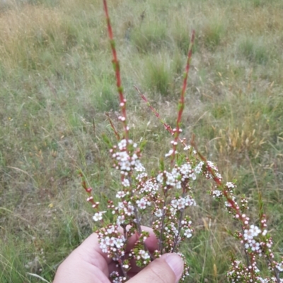 Baeckea utilis (Mountain Baeckea) at Tinderry, NSW - 27 Jan 2023 by danswell