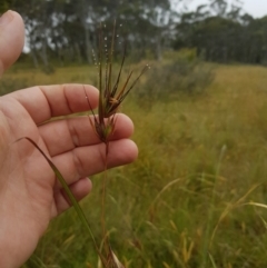 Themeda triandra (Kangaroo Grass) at Tinderry, NSW - 26 Jan 2023 by danswell