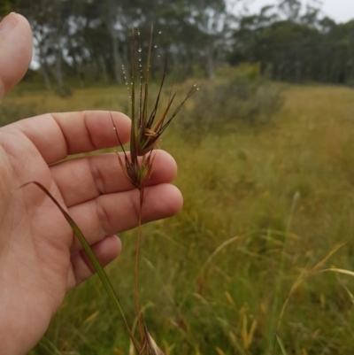 Themeda triandra (Kangaroo Grass) at Tinderry, NSW - 27 Jan 2023 by danswell