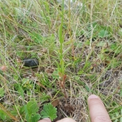 Wahlenbergia stricta subsp. stricta (Tall Bluebell) at Mt Holland - 26 Jan 2023 by danswell