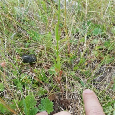 Wahlenbergia stricta subsp. stricta (Tall Bluebell) at Tinderry, NSW - 27 Jan 2023 by danswell