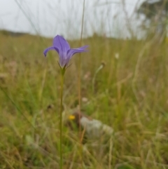 Wahlenbergia stricta subsp. stricta at Tinderry, NSW - 27 Jan 2023