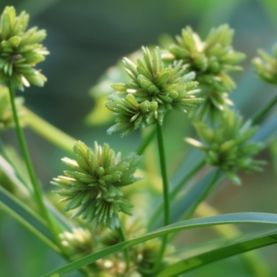 Cyperus eragrostis (Umbrella Sedge) at Killara, VIC - 27 Jan 2023 by KylieWaldon