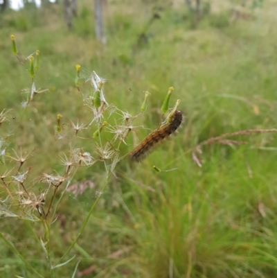 Ardices glatignyi (Black and White Tiger Moth (formerly Spilosoma)) at Tinderry, NSW - 27 Jan 2023 by danswell