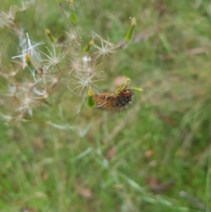 Ardices glatignyi at Tinderry, NSW - 27 Jan 2023