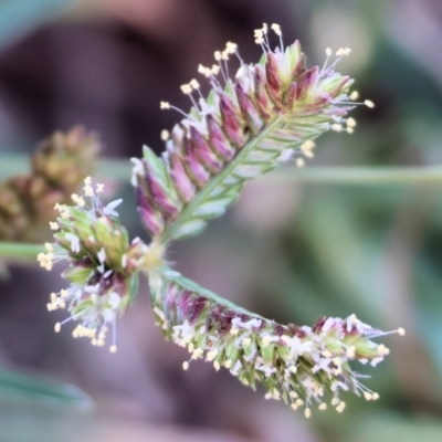 Eleusine tristachya (Goose Grass, Crab Grass, American Crows-Foot Grass) at Killara, VIC - 28 Jan 2023 by KylieWaldon