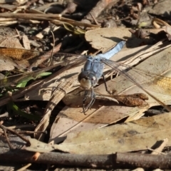 Orthetrum caledonicum (Blue Skimmer) at Killara, VIC - 27 Jan 2023 by KylieWaldon