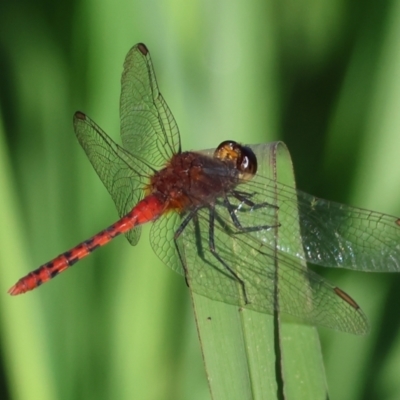 Diplacodes melanopsis (Black-faced Percher) at Killara, VIC - 27 Jan 2023 by KylieWaldon