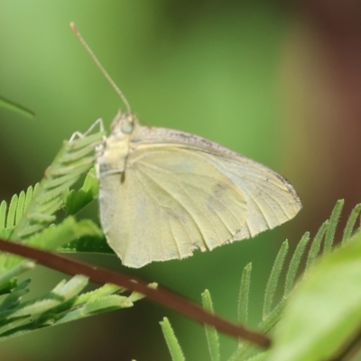 Pieris rapae (Cabbage White) at Killara, VIC - 27 Jan 2023 by KylieWaldon