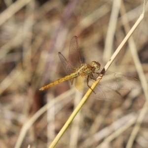 Diplacodes haematodes at Cook, ACT - 27 Jan 2023