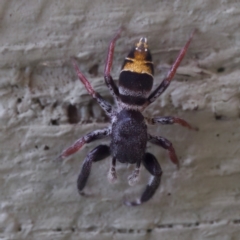 Apricia jovialis (Jovial jumping spider) at Florey, ACT - 26 Jan 2023 by KorinneM