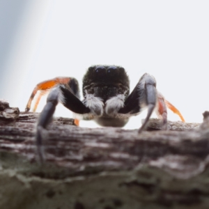 Apricia jovialis at Florey, ACT - 26 Jan 2023