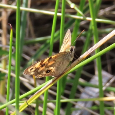 Heteronympha cordace (Bright-eyed Brown) at Paddys River, ACT - 27 Jan 2023 by MatthewFrawley