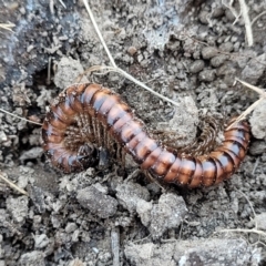 Paradoxosomatidae sp. (family) (Millipede) at Wamboin, NSW - 28 Jan 2023 by trevorpreston