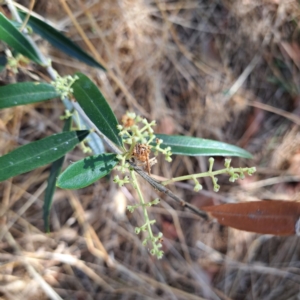 Olea europaea subsp. cuspidata at Watson, ACT - 28 Jan 2023 10:32 AM