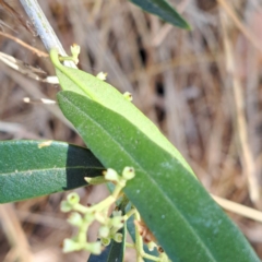 Olea europaea subsp. cuspidata at Watson, ACT - 28 Jan 2023 10:32 AM