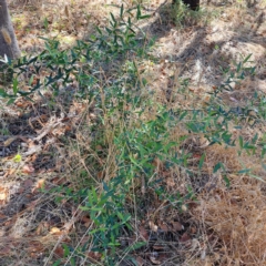 Olea europaea subsp. cuspidata at Watson, ACT - 28 Jan 2023