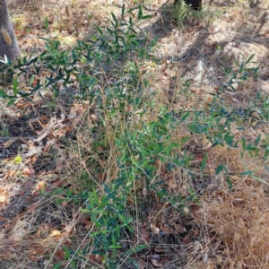 Olea europaea subsp. cuspidata at Watson, ACT - 28 Jan 2023