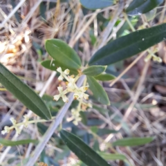 Olea europaea subsp. cuspidata at Watson, ACT - 28 Jan 2023 10:32 AM