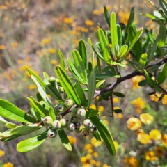 Pyracantha angustifolia (Firethorn, Orange Firethorn) at Watson, ACT - 27 Jan 2023 by abread111