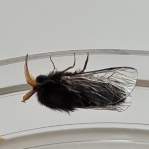 Hyalarcta huebneri at Isaacs, ACT - 28 Jan 2023