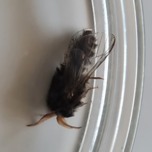 Hyalarcta huebneri at Isaacs, ACT - 28 Jan 2023 03:48 PM