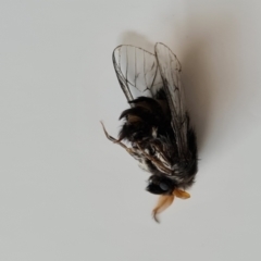 Hyalarcta huebneri at Isaacs, ACT - 28 Jan 2023 03:48 PM