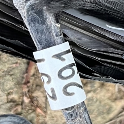 Corcorax melanorhamphos (White-winged Chough) at Lyneham, ACT - 28 Jan 2023 by chromo