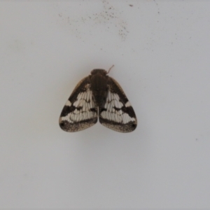 Scolypopa australis at Kaleen, ACT - 28 Jan 2023 12:11 PM