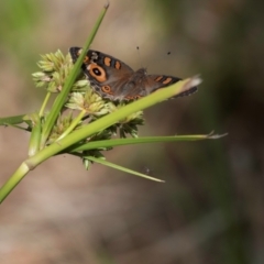 Junonia villida (Meadow Argus) at Molonglo Valley, ACT - 26 Jan 2023 by Untidy