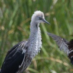 Ardea pacifica (White-necked Heron) at Fyshwick, ACT - 26 Jan 2023 by rawshorty