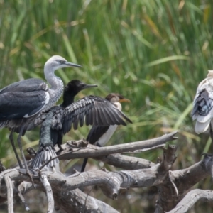 Ardea pacifica at Fyshwick, ACT - 26 Jan 2023