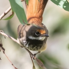 Rhipidura rufifrons (Rufous Fantail) at Tidbinbilla Nature Reserve - 27 Jan 2023 by rawshorty