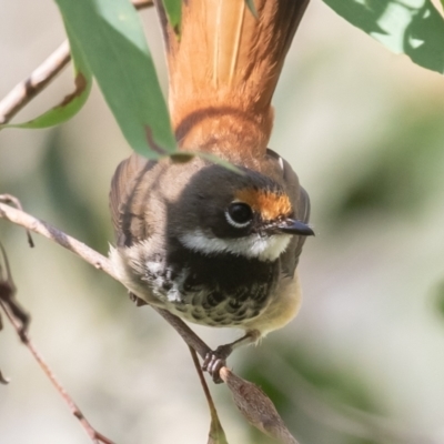 Rhipidura rufifrons (Rufous Fantail) at Paddys River, ACT - 28 Jan 2023 by rawshorty