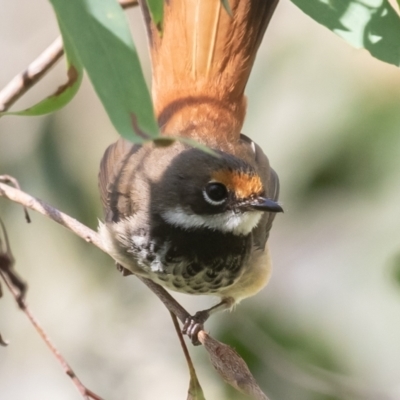 Rhipidura rufifrons (Rufous Fantail) at Paddys River, ACT - 27 Jan 2023 by rawshorty