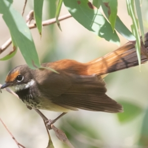 Rhipidura rufifrons at Paddys River, ACT - 28 Jan 2023