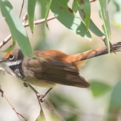 Rhipidura rufifrons at Paddys River, ACT - 28 Jan 2023 09:58 AM