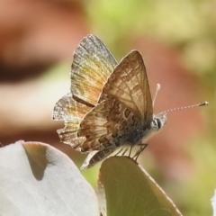 Neolucia agricola (Fringed Heath-blue) at Namadgi National Park - 21 Jan 2023 by JohnBundock